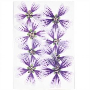 Made by Me Gepresste Blüten Stockrose violett 8 Stück