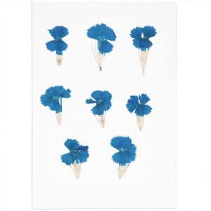 Made by Me Gepresste Blüten Chinesische Nelke blau 6 Stück