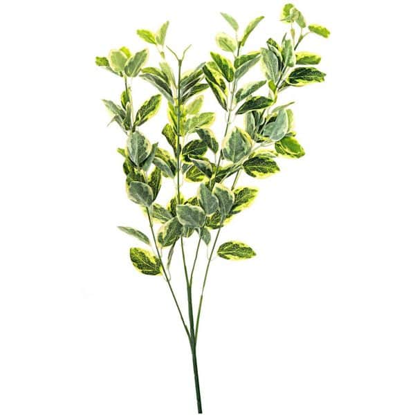 Euonymus grün-gelb 55cm