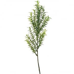 Thymianpflanze 30cm
