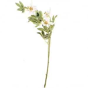 Clematis weiß 90cm 3 Blüten