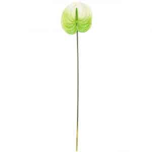 Anthurie grün-weiß 70cm