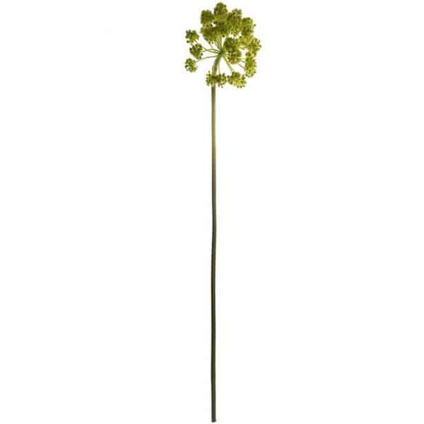 Doldenblütler grün 90cm