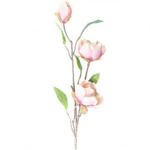 Magnolie mit 3 Blüten rosa 65cm