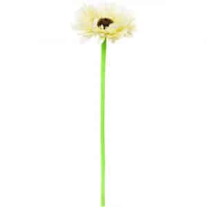 Gerbera weiß 33cm