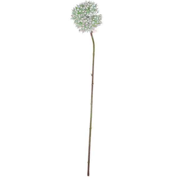 Allium weiß-grün 55cm